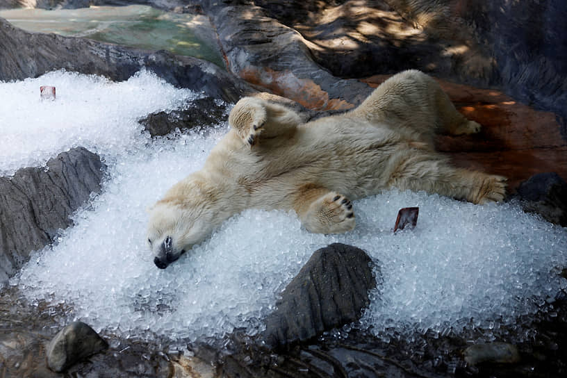 Прага. Белый медведь отдыхает на кубиках льда в зоопарке