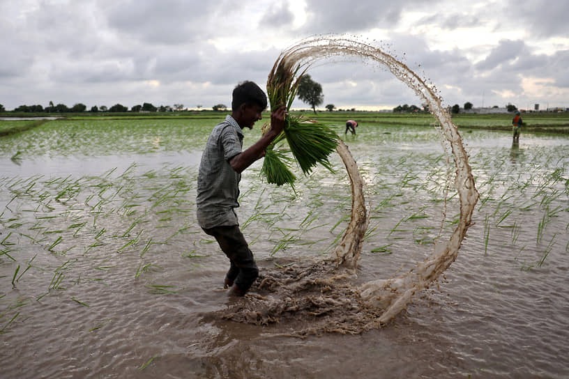 Ахмедабад, Индия. Фермер с саженцами риса