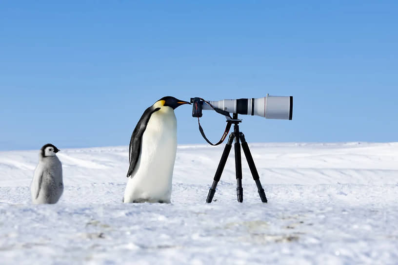 «Императорский шпион». Победитель в номинации «Фотограф 2024 года». Императорский пингвин рассматривает фотокамеру