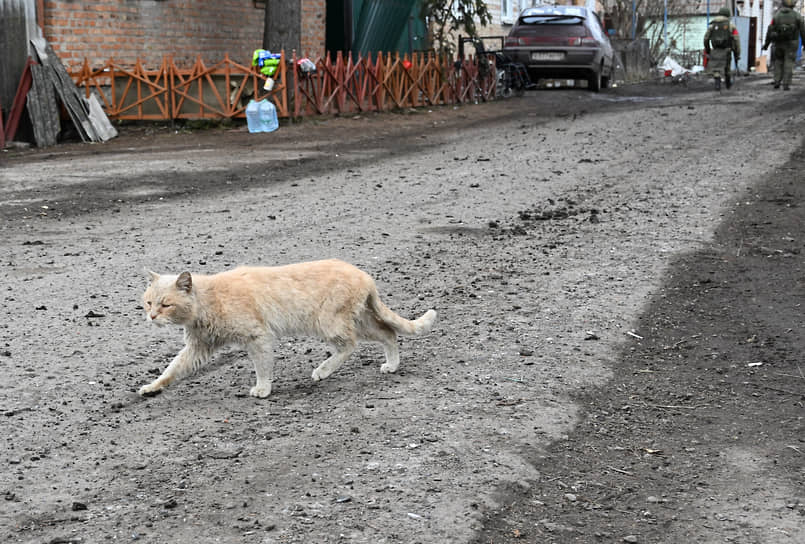 Бродячий кот на улице в Суджи