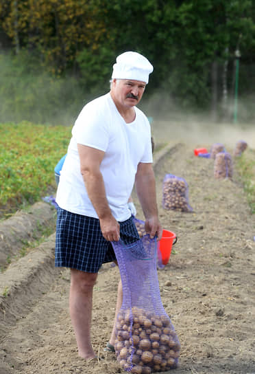 По инициативе Александра Лукашенко в Белоруссии была реализована «Государственная программа возрождения и развития села на 2005–2010 годы», в результате которой по всей стране на базе деревень и поселков было создано множество агрогородков&lt;br>

На фото: сбор урожая картофеля на территории официальной резиденции Дрозды, 2015 год