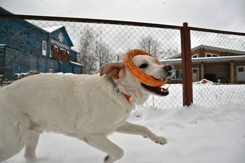 Обучение собак-проводников в Учебно-кинологическом центре «Собаки-помощники»