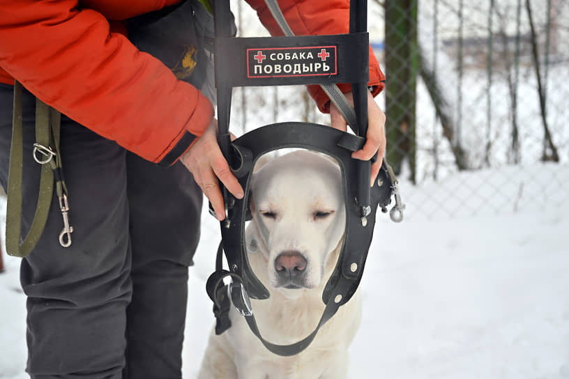 Обучение собак-проводников в Учебно-кинологическом центре «Собаки-помощники»