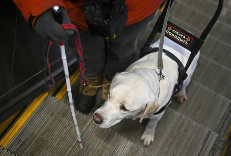 Обучение собак-проводников в Учебно-кинологическом центре «Собаки-помощники»