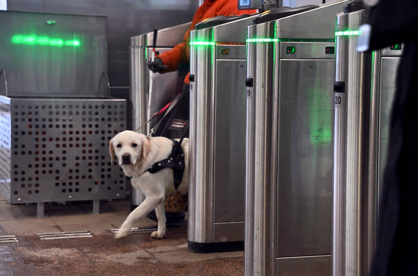 Обучение собак-проводников в Учебно-кинологическом центре «Собаки-помощники»