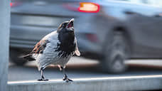 Вороны-москвички