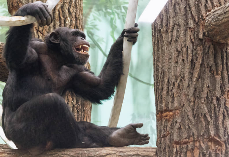 ВИЧ образовался в организме шимпанзе от рекомбинации двух вирусов 