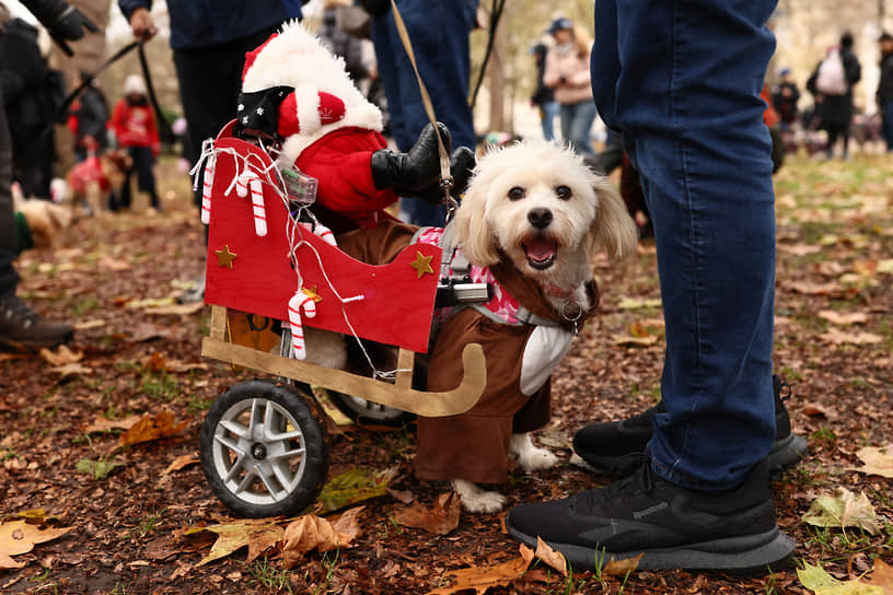 Рождественский парад животных в Лондоне