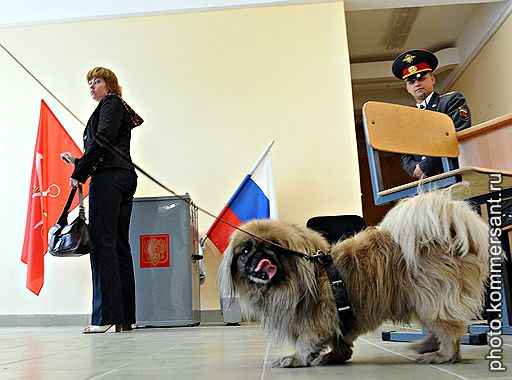 Выборы депутатов в Муниципальном Образовании Красненькая речка, в котором одним из кандидатов избирается губернатор Санкт-Петербурга Валентина Матвиенко