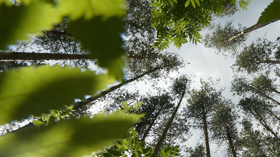 Почему основам лесной госполитики РФ не хватает конкретики