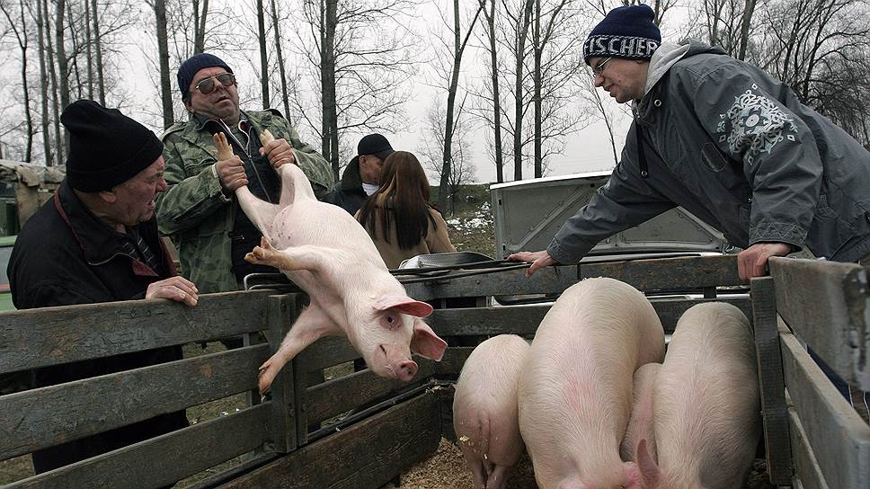 Российский запрет на импорт свинины признан дискриминирующим