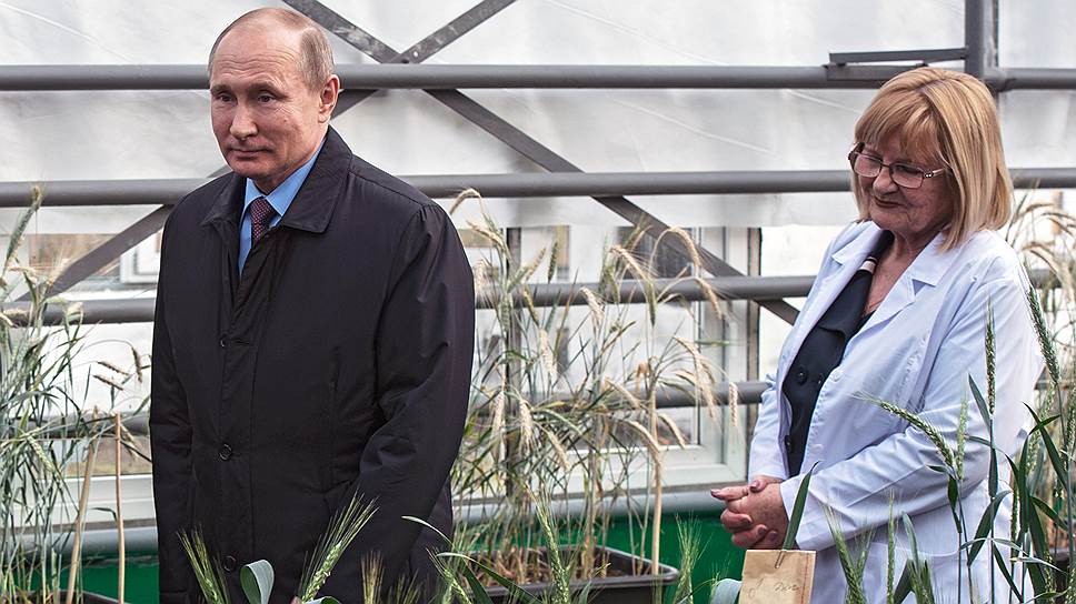 Как в России выращивают коноплю