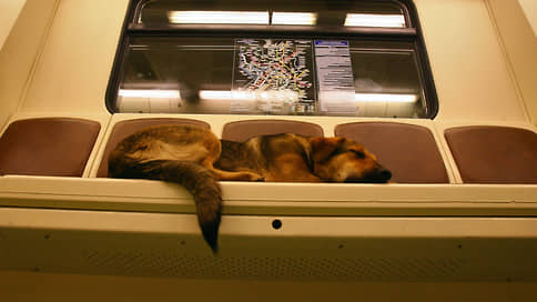 Электронику протестируют на собаках // В ходе тренировочного голосования москвичей спросят о судьбе бездомных животных