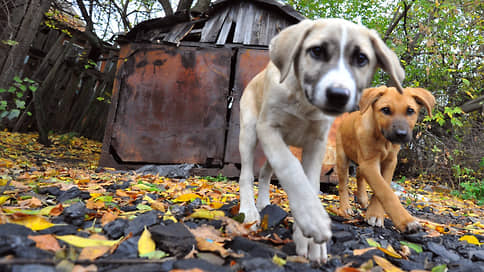 The State Duma offered to create a unified response system to attacks of homeless dogs