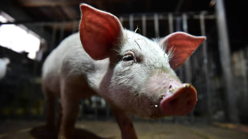 Stylobat Group of Companies could redeem the producer of pork « Mitprom »