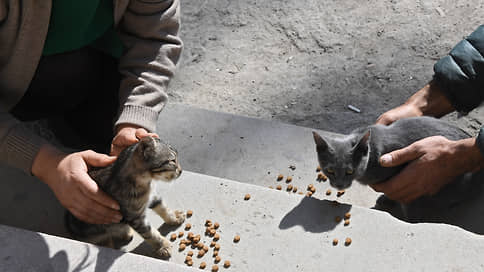 Pets feed market: development forecast