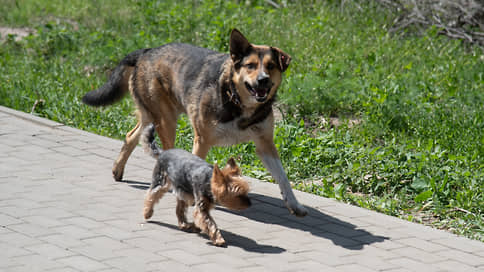 Duma Stavropol proposes to ban the « spontaneous content » of stray animals