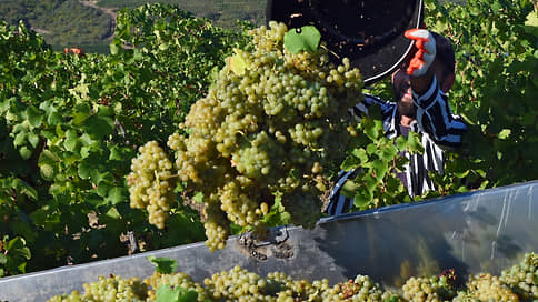 Retail sales of grapes over 12 months increased by 30%