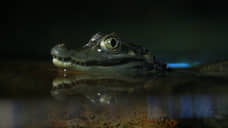 Гребля с крокодилом