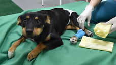 Питомцев развели по врачам