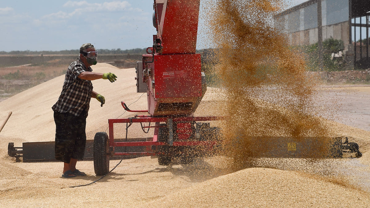 Зерно просеют через цифровое сито