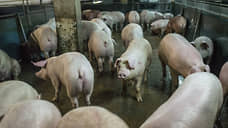 Мясо не добрало в весе