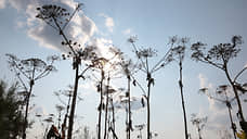 Клен ты мой упавший