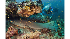 Океанограф Жан-Мишель Кусто займет гостей отеля Ritz-Carlton Maldives