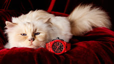 Кошка Шупетт стала моделью Hublot