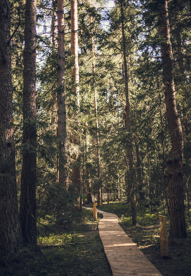 Энергетическая тропа в глэмпинге «Ново-Окатово»