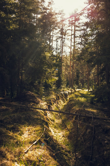 Энергетическая тропа в глэмпинге «Ново-Окатово»