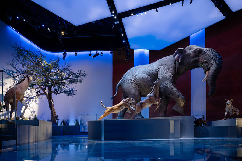 Музей естественной истории Абу-Даби
