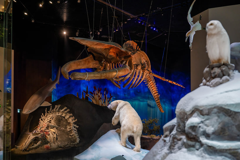 Музей естественной истории Абу-Даби