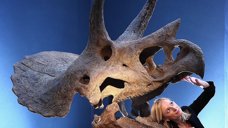 Череп трицератопса, жившего 65-68 млн лет назад на территории современного штата Монтана. 190 см в длину, 224 см в высоту. Самовывоз. $302 445

