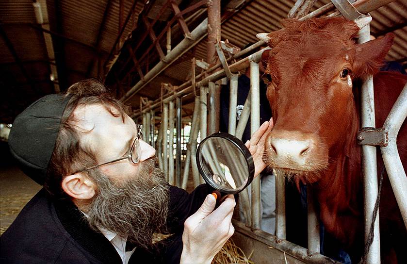 Израильтяне так внимательно следят за своими коровами, что те почти не болеют и дают рекордные объемы молока 
