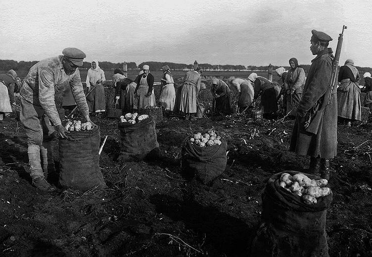 Сбор урожая под дулами винтовок был вполне обычным делом во времена продразверстки 
