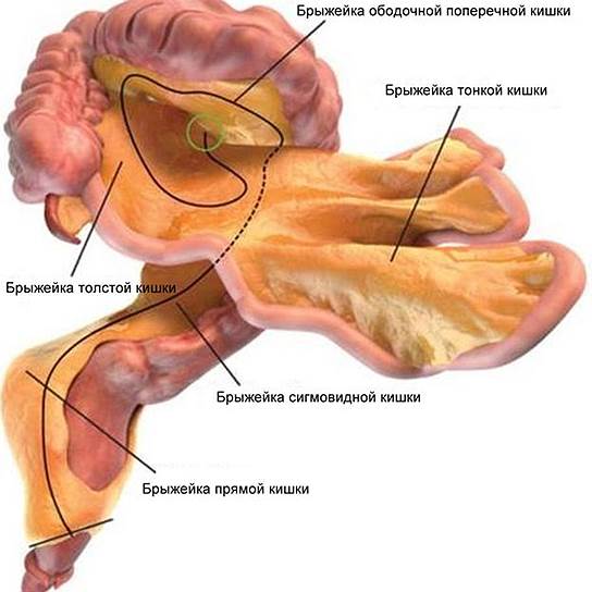 Наличие в человеческом организме брыжейки для врачей не новость, но ученые предлагают взглянуть на нее по-новому