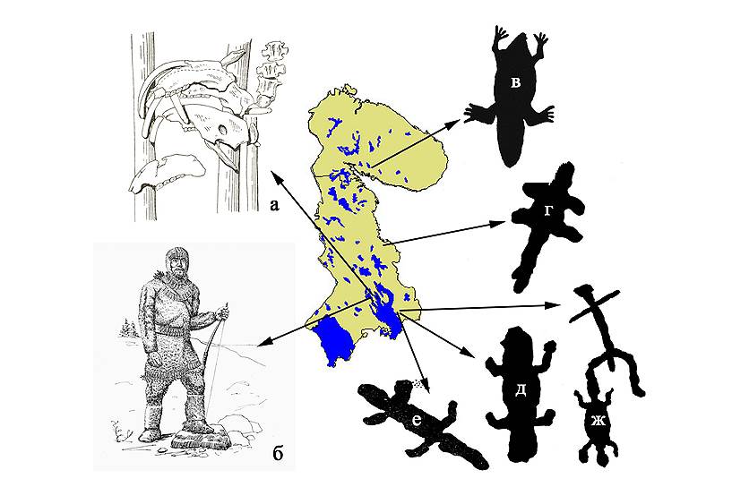 Челюсти бобров в одном из погребений Оленеостровского могильника Онежского озера (а); охотник времен неолита, украшенный резцами лося, клыками медведя и пластинками из зубов бобра, реконструкция Н.Н. Гуриной (б); наскальные рисунки бобров: в -- Кольский полуостров; г -- Белое море; д, е, ж -- Онежское озеро. По: Равдоникас, 1936; Гурина, 1956; Жульников, 2006 

