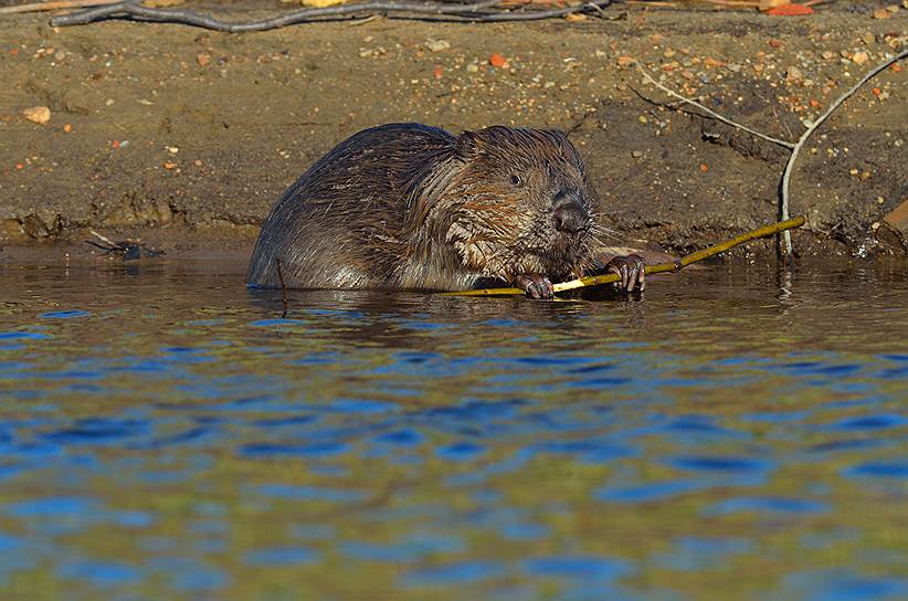 На юге Карелии бобры чаще селятся на естественных водоемах 
