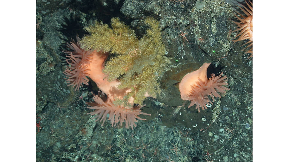 Актинии и кораллы на подводной горе в северной Атлантике, глубина 1200 м