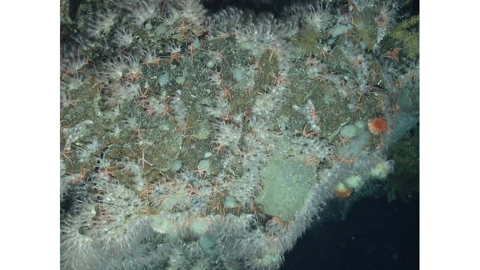 Мягкие кораллы и офиуры на подводной горе в Северной Атлантике, глубина 1200 м