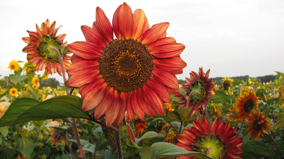 Подсолнечник (Helianthus annuus L., 1753). Коллекция генетических ресурсов масличных и прядильных культур. Декоративный, сорт «Эсмеральда»