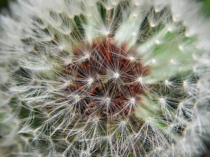 Одуванчик (taraxacum officinale)