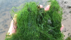 Пришел невод с одною тиной…