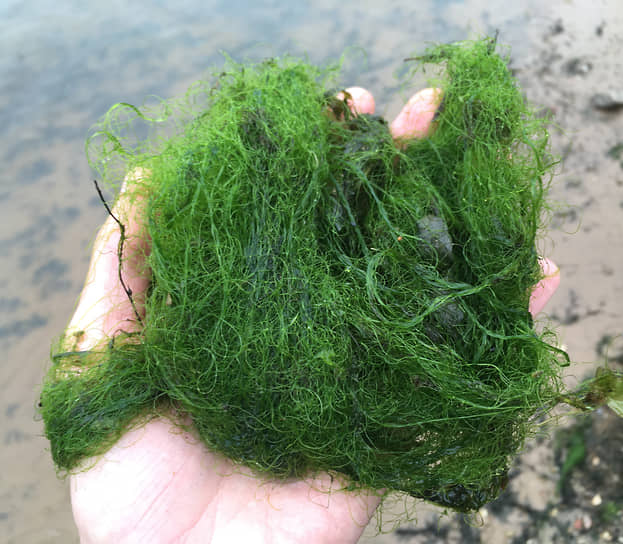 Массовое развитие ризоклониума в Рыбинском водохранилище