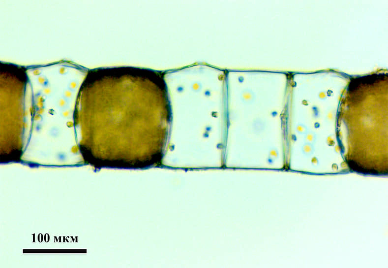 Размножение зооспорами