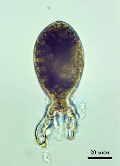 Проросток из зооспоры с первичным ризоидом