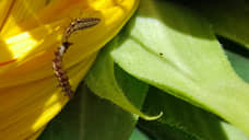 Дроны и наездники