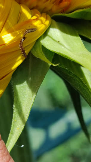 Если в борьбе с вредителями не помогают инсектициды — помогут энтомофаги