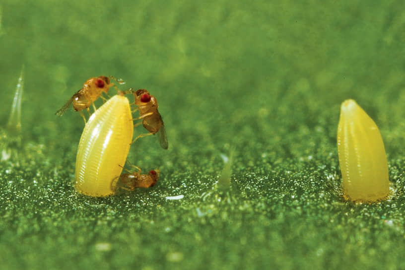 Трихограмма